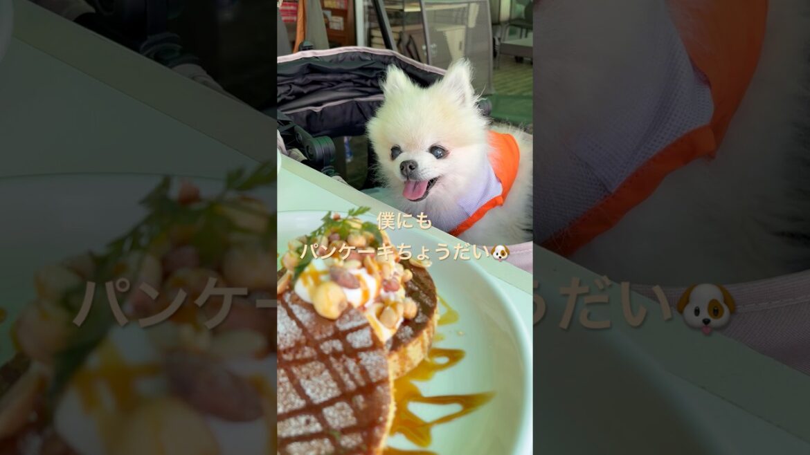 ワンコと外食Vol.7 Leaf tea Cafe HIKARI  #ポメラニアンのエール君