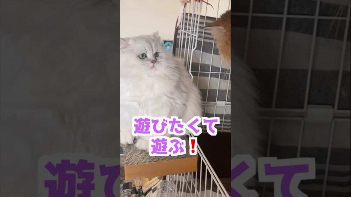 眠くなったら寝る❗️ひめちゃん編#ペルシャ猫 #cat #猫好きさんと繋がりたい #猫 #persiancat