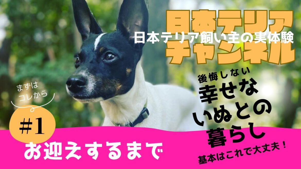 【日本テリアの迎えについて】日本テリアは何処にいる？お迎え前の準備やお迎え後にやるべき事について解説します。