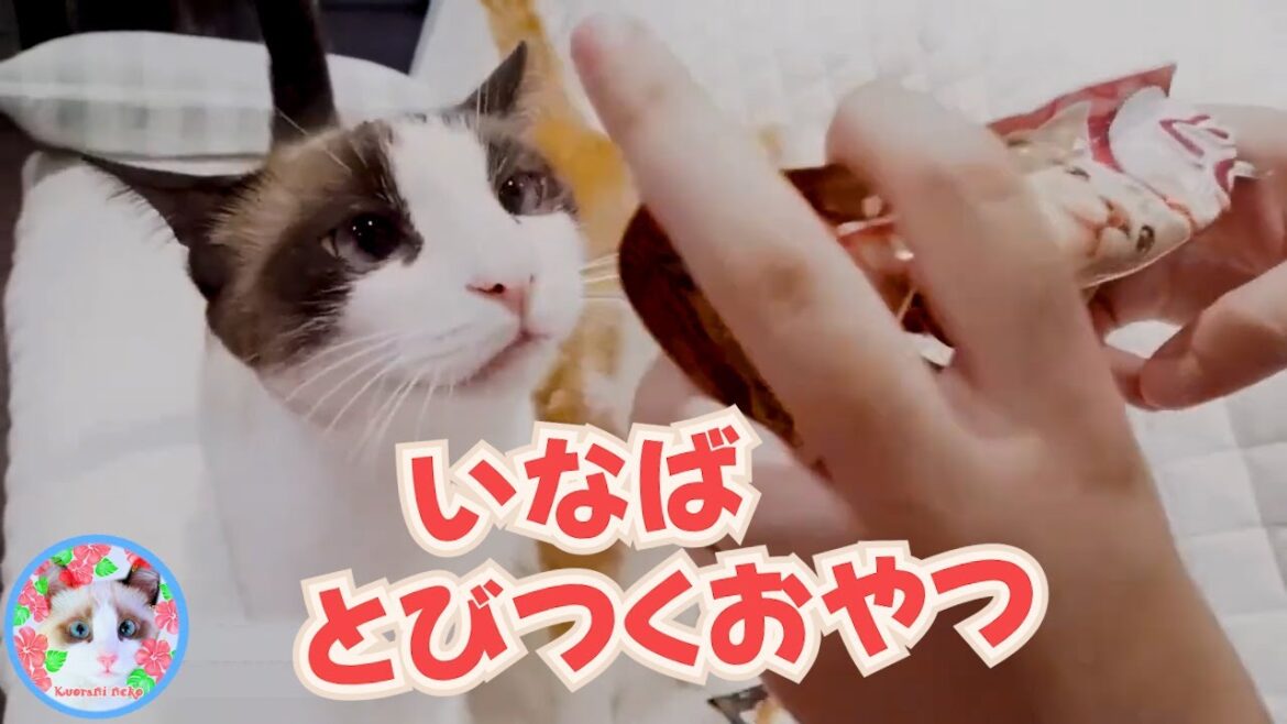 【猫おやつ】おやつと姉さんの指を間違えてしまうデブ猫 A fat cat mistook a snack for its owner's finger and bit into it