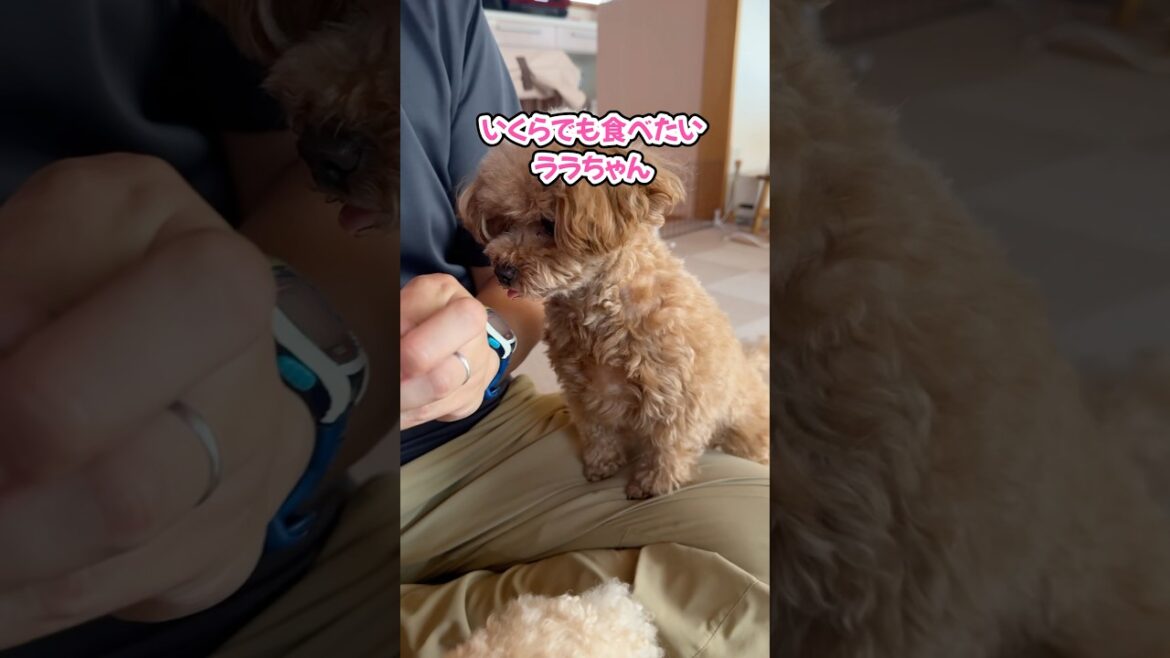 好物から一瞬も目を離さないトイプードル #shorts #トイプードル #可愛い犬
