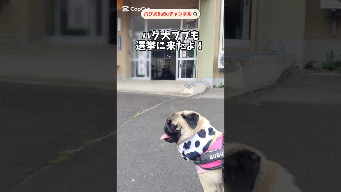 選挙に行こう！【パグ犬BuBu】 #pug #dog #参議院選挙