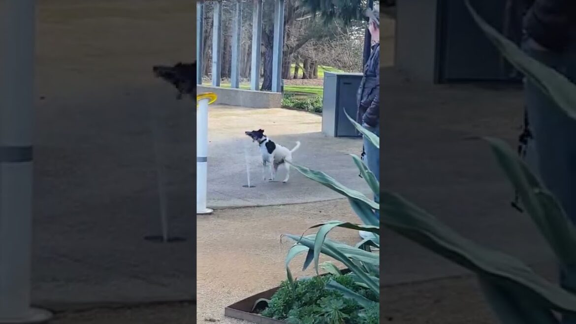 [スムースフォックステリア]やっぱりウォータージェットはたまらない！"Bobby loves water jet zoomies🤣" [Smooth Fox Terrier in Australia]