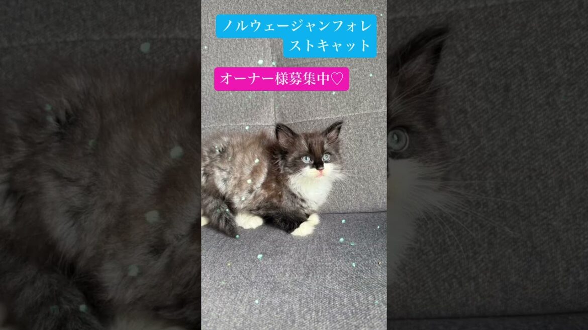 ノルウェージャンフォレストキャット ご飯が大好き♡マスクをかぶった男の子♪(毛色:ブラックスモーク&ホワイト) ノルウェージャンフォレストキャット ご飯が大好き♡マスクをかぶった男の子♪(毛色:ブラックスモーク&ホワイト)