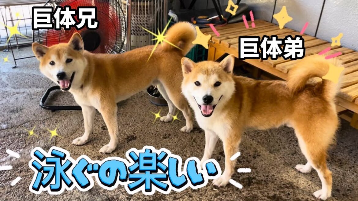 暑過ぎていつもより沢山泳ぐ柴犬たち
