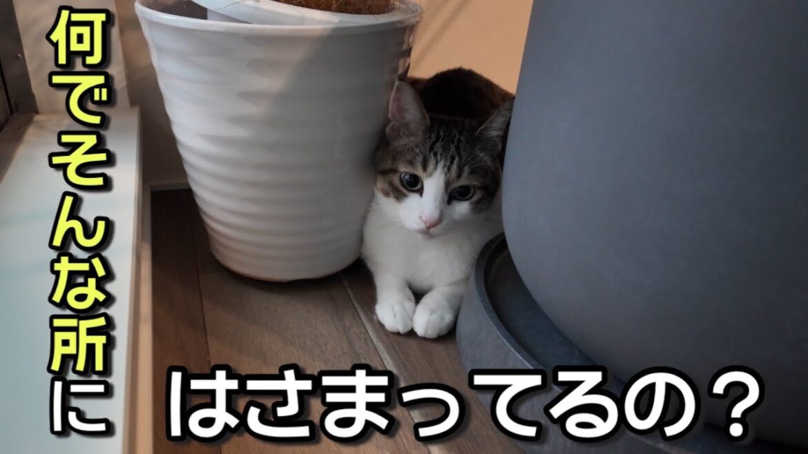「いつもの日常猫。だけど ふとした瞬間に見せる この仕草は反則でした」 「いつもの日常猫。だけど ふとした瞬間に見せる この仕草は反則でした」