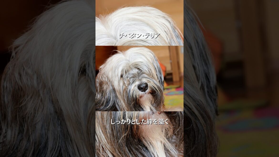チベタン・テリア # チベタン・テリア #ドッグラン  #ペットライフ  #ペット愛好家  #犬 #shorts #short チベタン・テリア # チベタン・テリア #ドッグラン  #ペットライフ  #ペット愛好家  #犬 #shorts #short