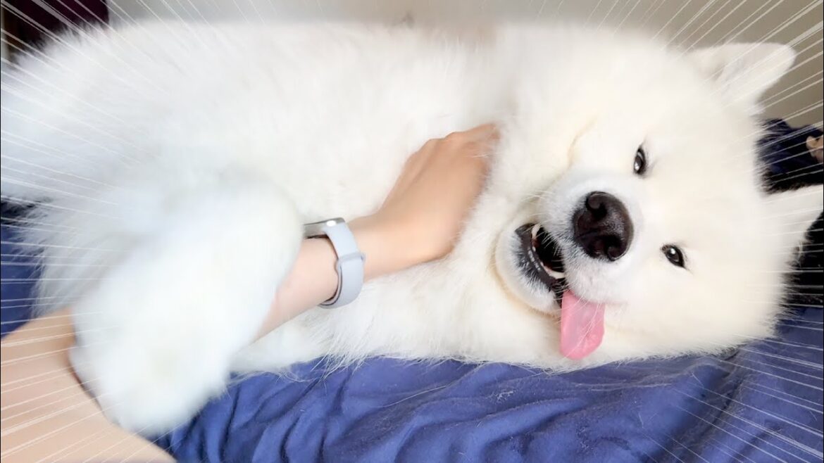 出勤前のママをあの手この手で必死に引き止めようとする犬が可愛すぎました…