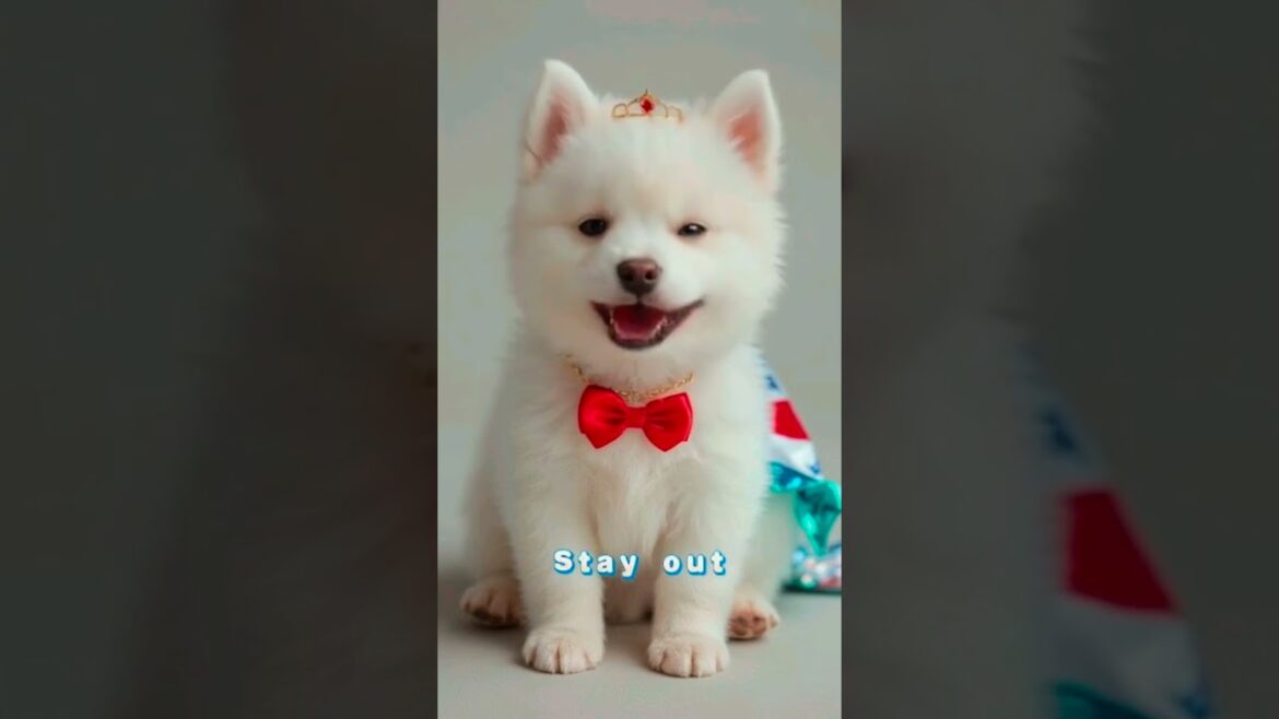 This Husky Puppy Is Taking His Job TOO Seriously