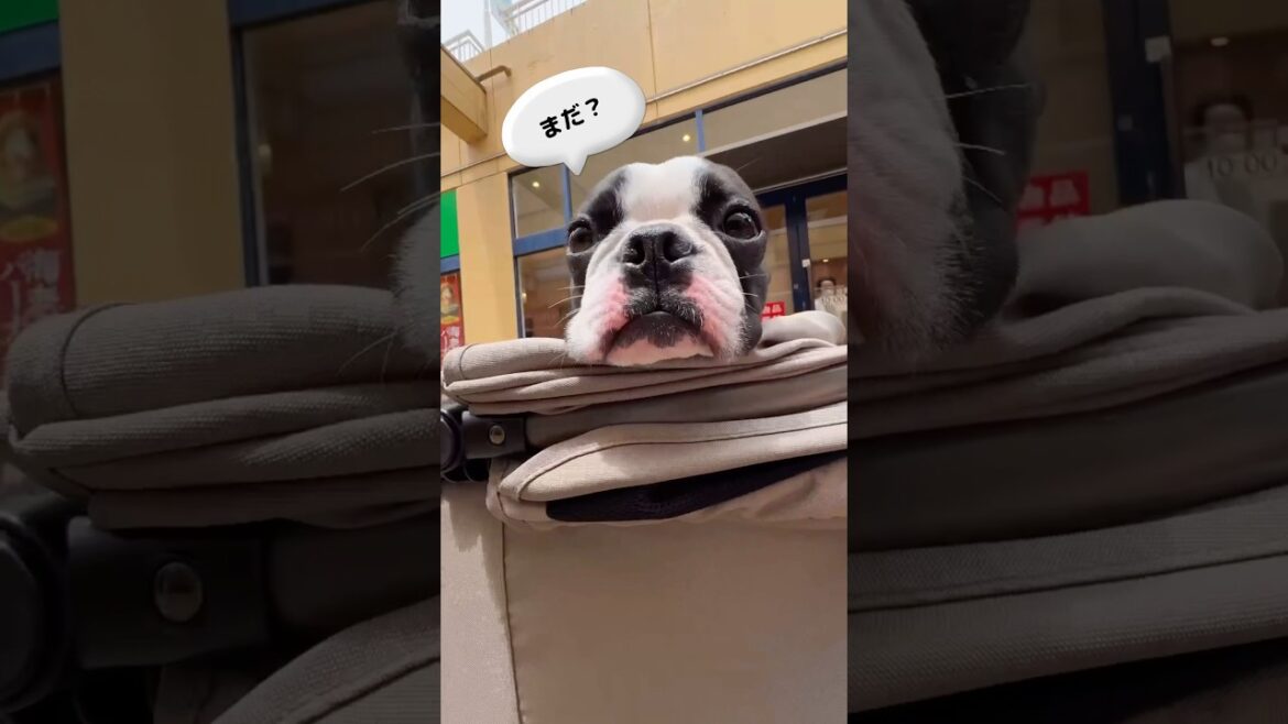 もっちゅりんを待つボストンテリア／BOSTONTERRIER