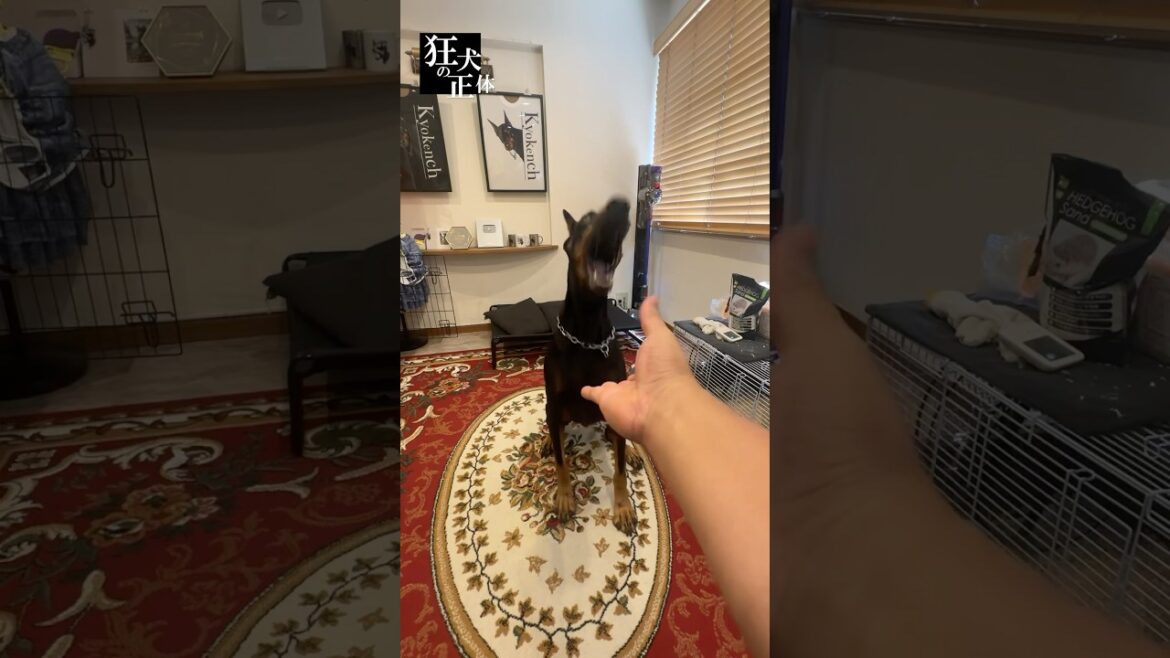 見えないおやつを食べようとするドーベルマン #ドーベルマン #大型犬との暮らし