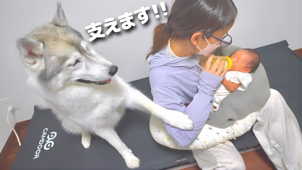 ママの腕を支えて育児に協力的な愛犬が人間過ぎました...笑