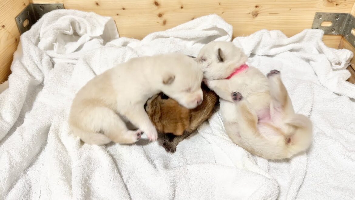 【柴犬 子犬】ずっと枕にされていた子犬が反抗する瞬間をとらえました