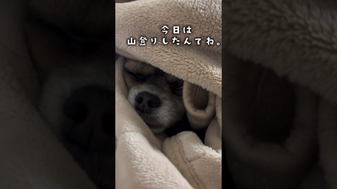 我が家のロングじゃないロングコートチワワ。#おやすみ#犬のいる暮らし