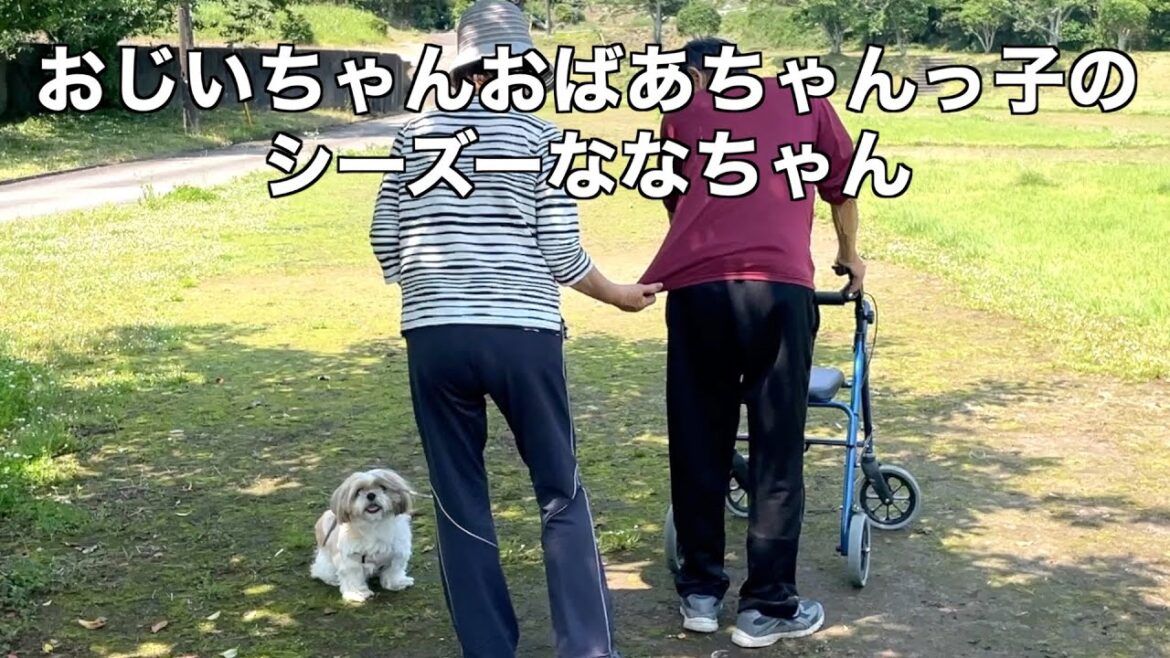 【シーズー】おじいちゃんおばあちゃんにとって、ななちゃんは孫🐶