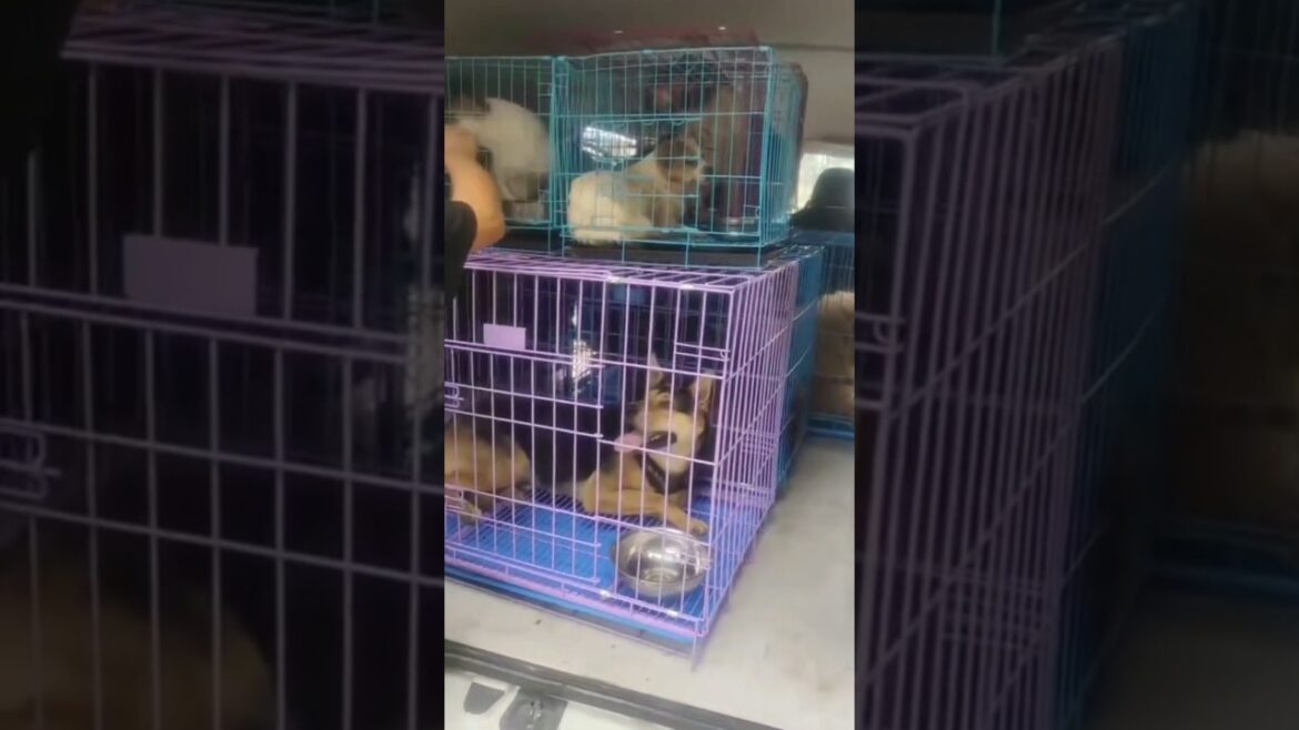Leaving the shelter 8 pups