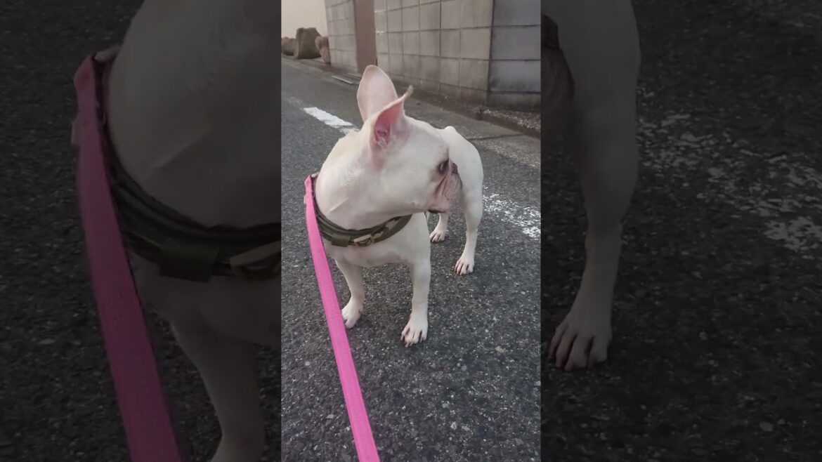 7月23日早朝散歩①！#3歳フレンチブルドッグ#フレンチブルドッグ#frenchbulldog#クリーム女の子#cute#dog#飼い主記録用#無編集