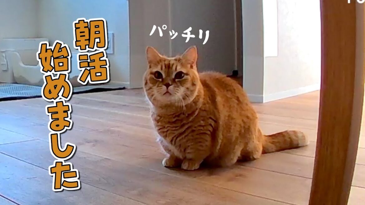 朝早く目が覚めてしまった愛猫の行動が可愛すぎた！