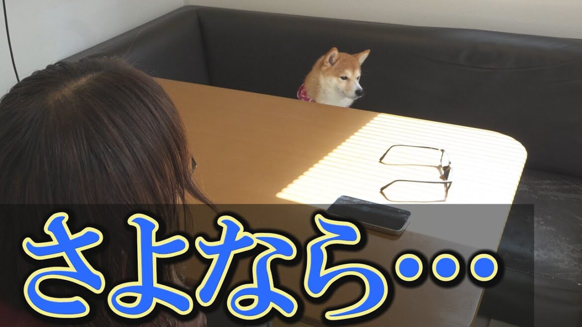 柴犬達にとって、辛すぎる別れがありました・・・