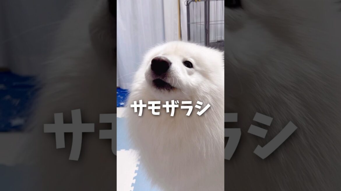 パパからのお願いにサモエドがとった行動が可愛すぎる #samoyed #サモエド #癒し