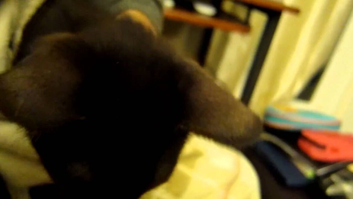 Jake: Purring Havana Brown Kitten Jake: Purring Havana Brown Kitten