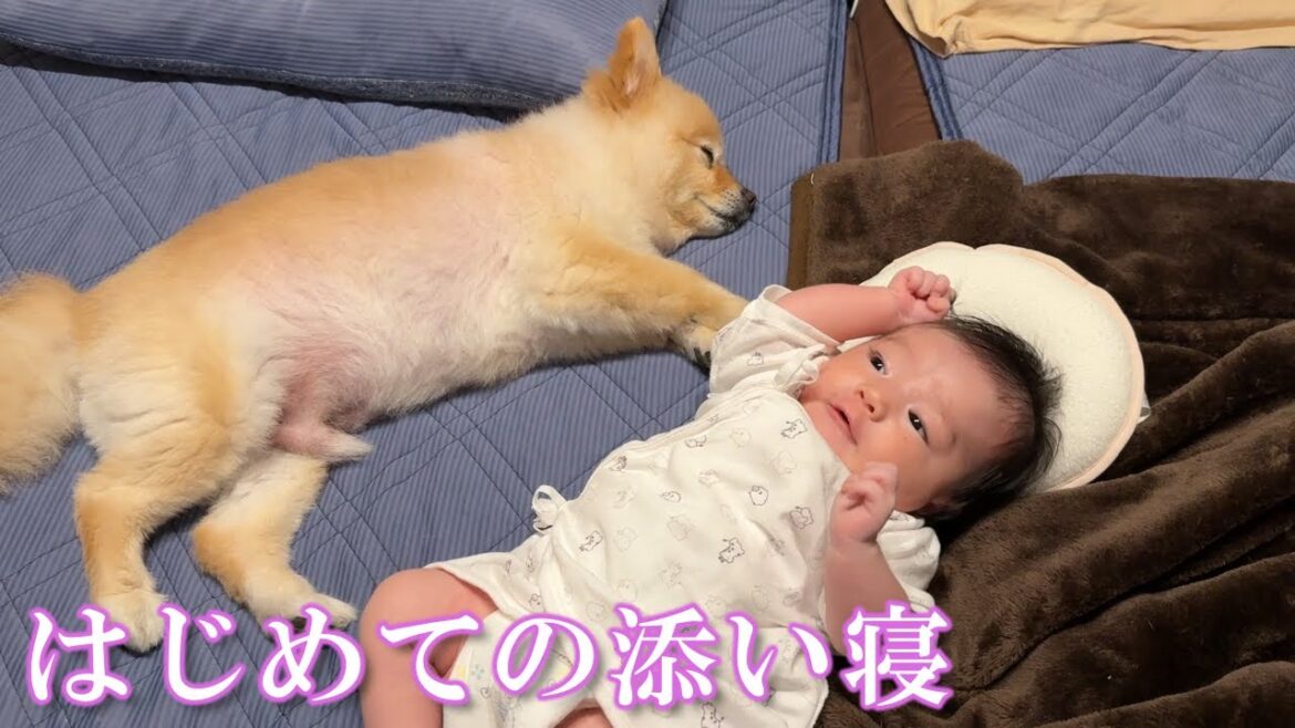 赤ちゃんに優しく寄り添い眠るポメラニアンが可愛過ぎました… 赤ちゃんに優しく寄り添い眠るポメラニアンが可愛過ぎました…