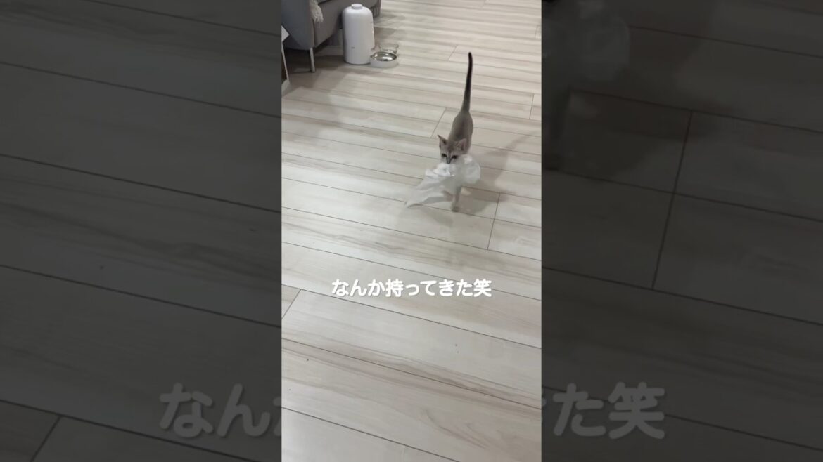 犬みたいな子猫が可愛すぎたw #シンガプーラ #cat #子ネコ #猫のいる暮らし #好きな子猫 #shorts