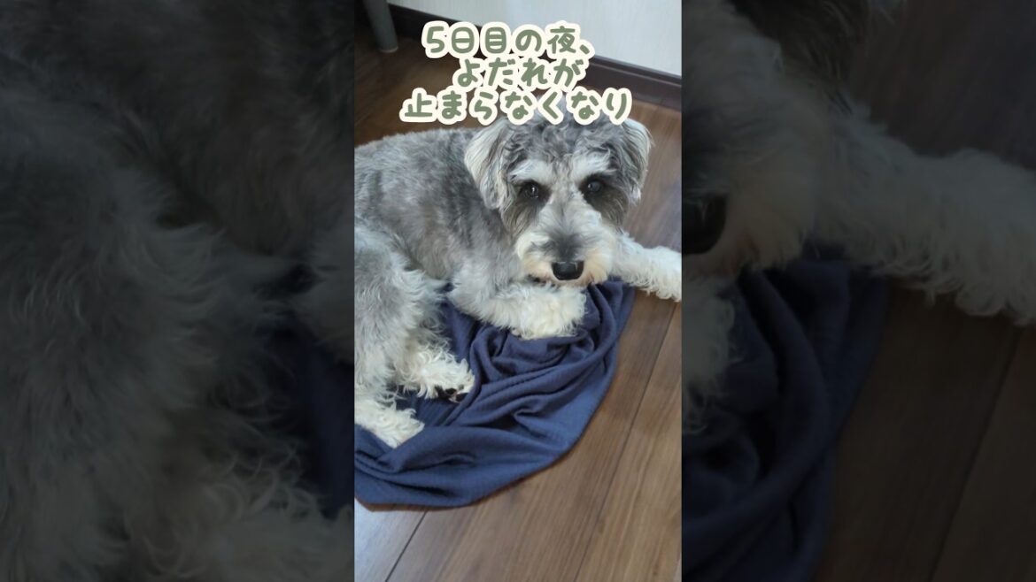 今はもうめっちゃ元気です #miniatureschnauzer #schnauzer #dog #ミニチュアシュナウザー #シュナウザー #犬のいる暮らし
