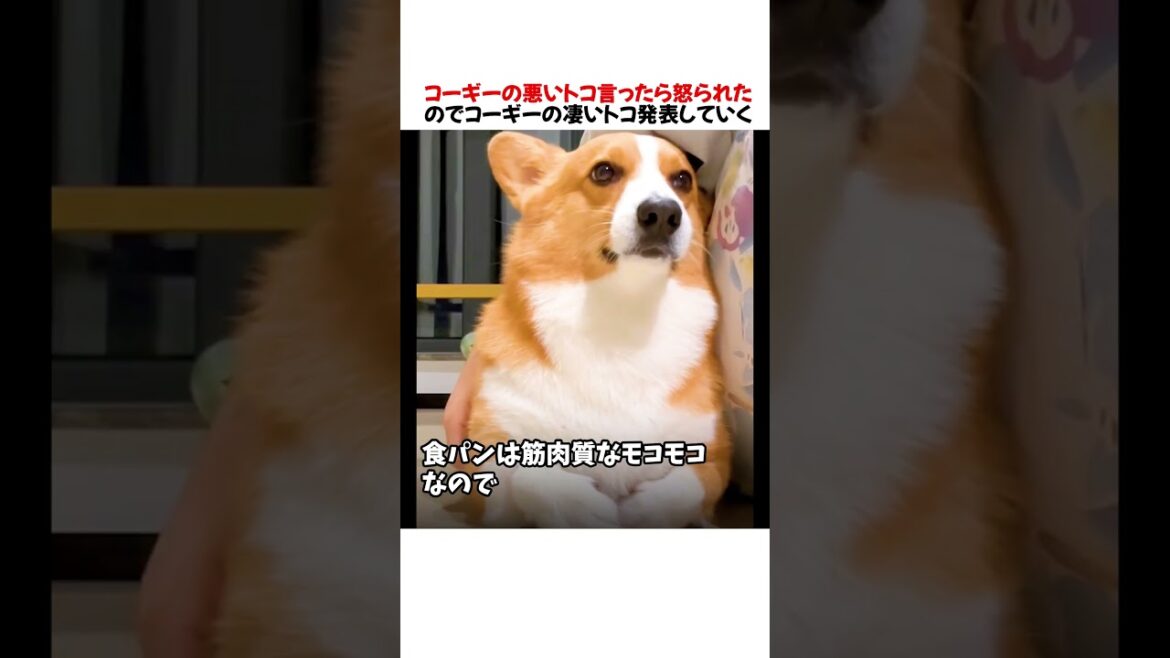 コーギーの悪いトコ言ったら怒られたので凄いトコ発表した結果がwwwww