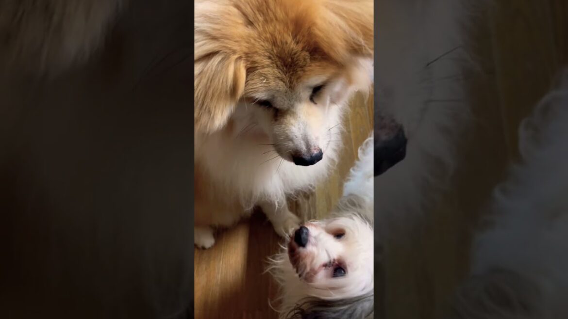 もこもこ秋田犬「納得するまで30分。そんな所が秋田犬」#秋田犬