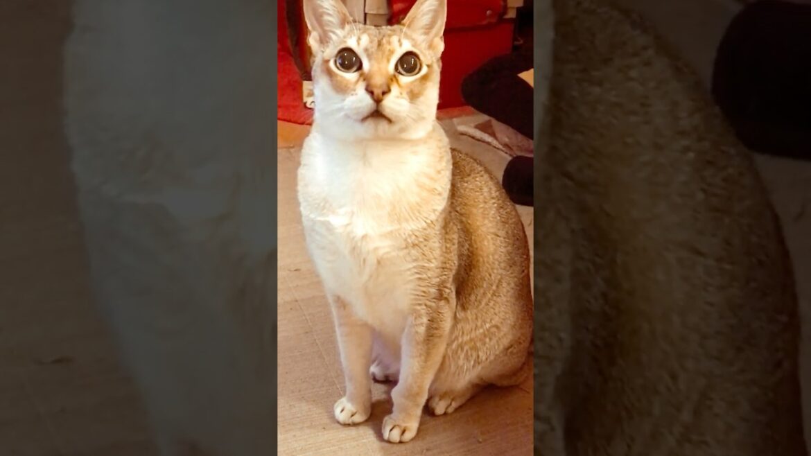 滅多に自分からペロペロしてくれないたぬき猫がペロペロしてくれそうだったのに眠すぎて断るシンガプーラなのにゃ♪#cat #シンガプーラ #トンキニーズ#たぬき猫#singapura#tonkinese