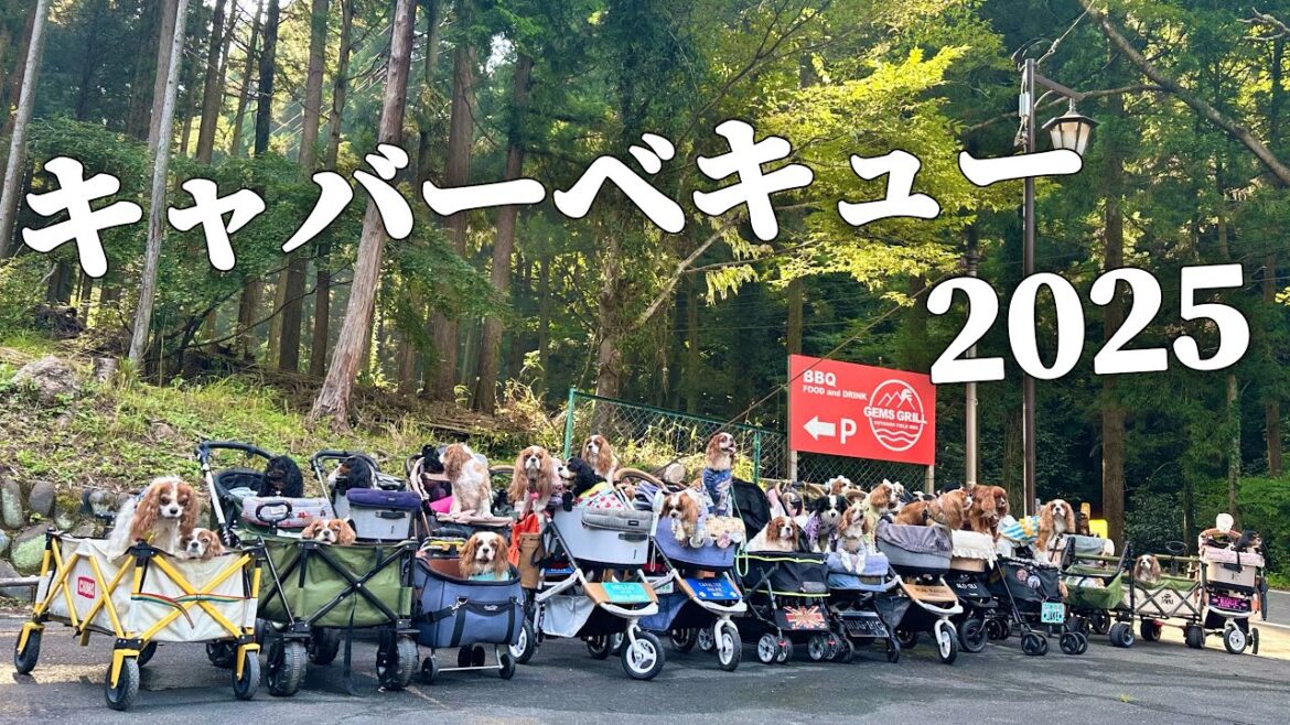 キャバリア犬だらけのバーベキュー‼︎真夏に山の中でワンコ達と楽しむBBQが最高すぎた… キャバリア犬だらけのバーベキュー‼︎真夏に山の中でワンコ達と楽しむBBQが最高すぎた…
