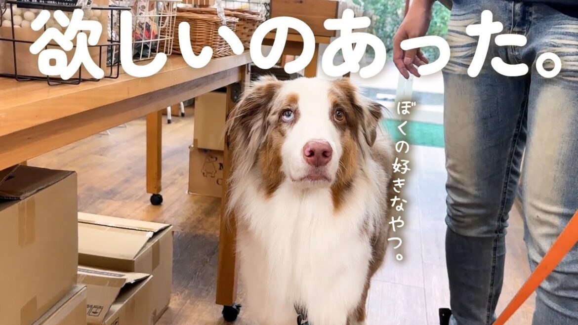 お買い物で何を買おうか悩んじゃう犬が可愛すぎました🤭❤【ボーダーコリー・オーストラリアンシェパード】
