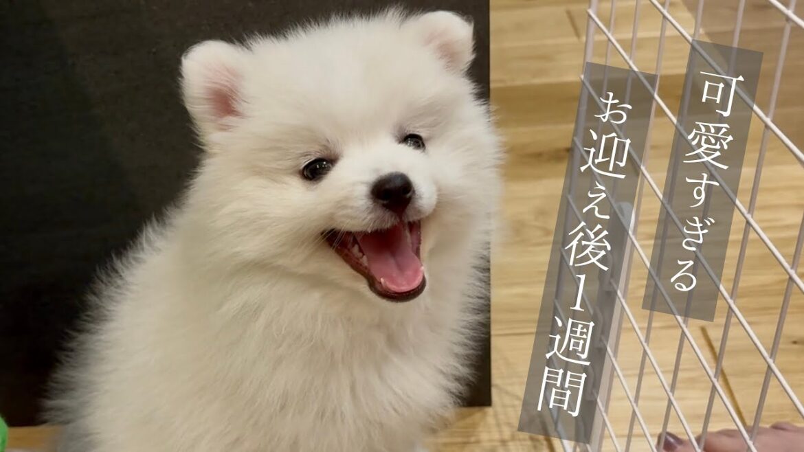 【お迎え１週間】新米飼い主と子犬との生活はこんな感じでした