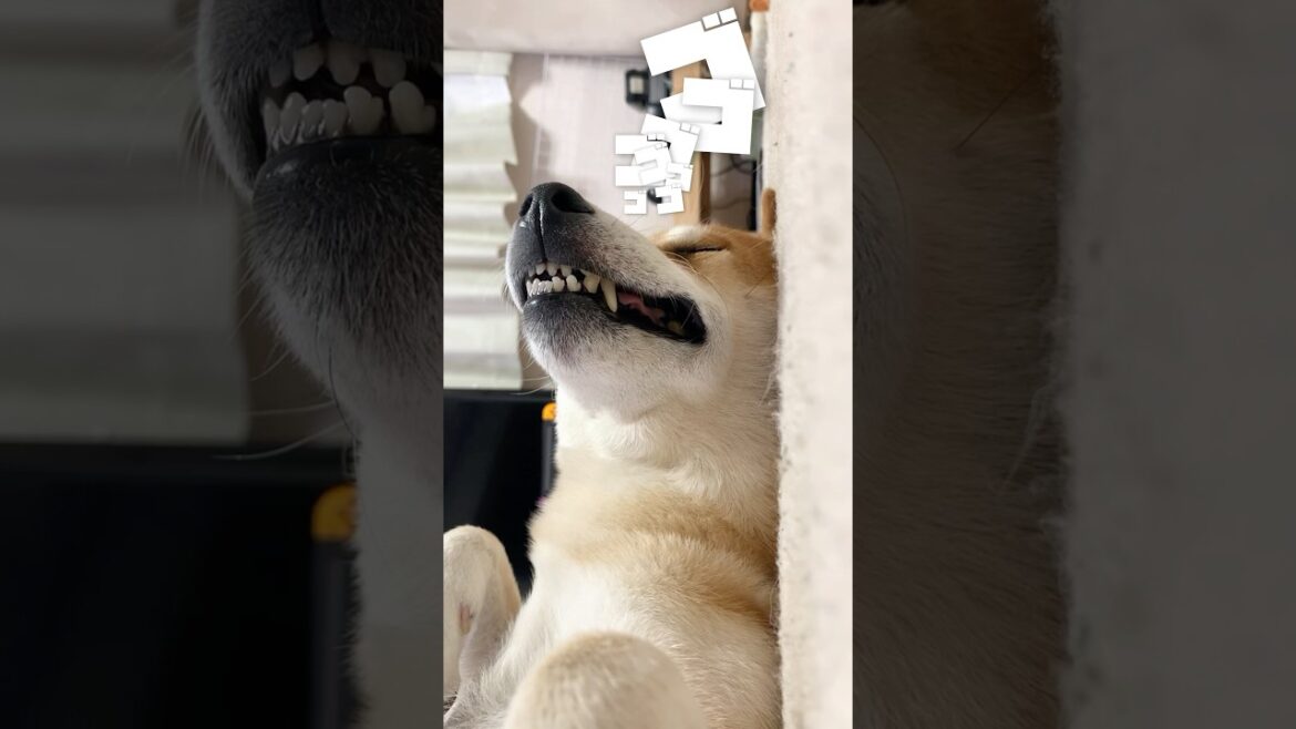 夜ふかし柴犬 #犬 #柴犬こむぎ #寝る