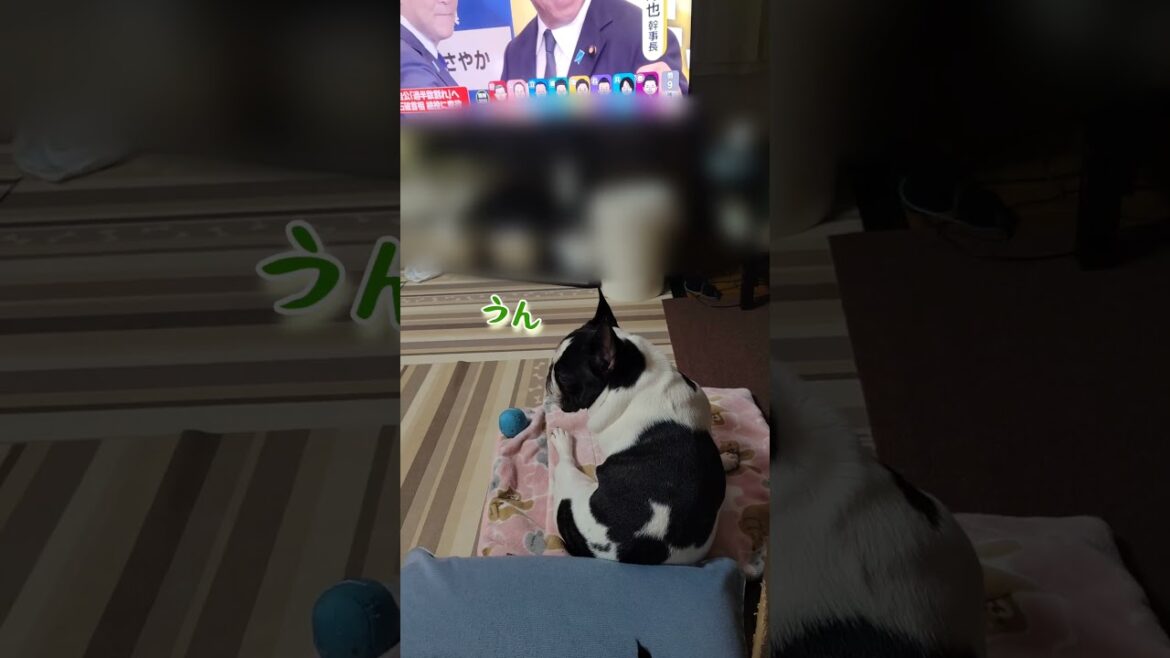 選挙の結果が気になるフレブル #フレンチブルドッグ #dog #犬のいる暮らし #frenchbulldog #shorts