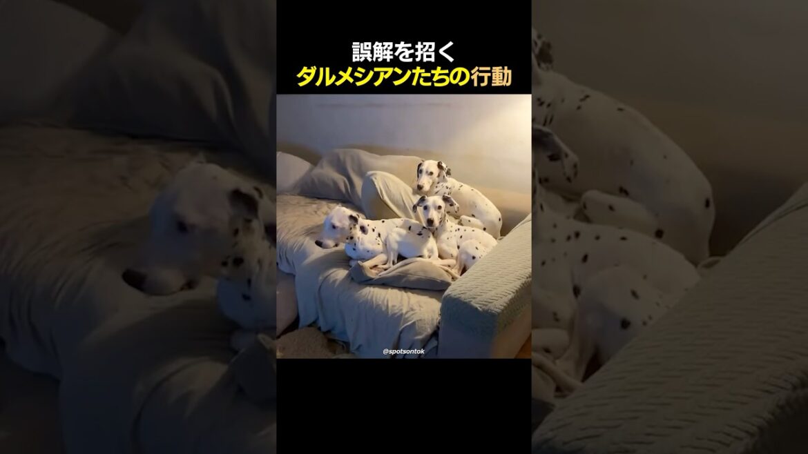 誤解を招くダルメシアンたちの行動