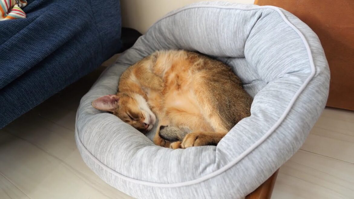 まるくなって眠るアビシニアンのマロンさん