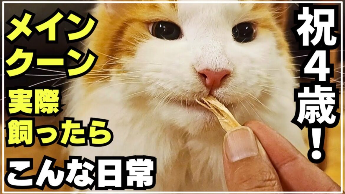 4歳になったメインクーンにいっぱいおやつをプレゼントしてお祝いしたら爆食いでした