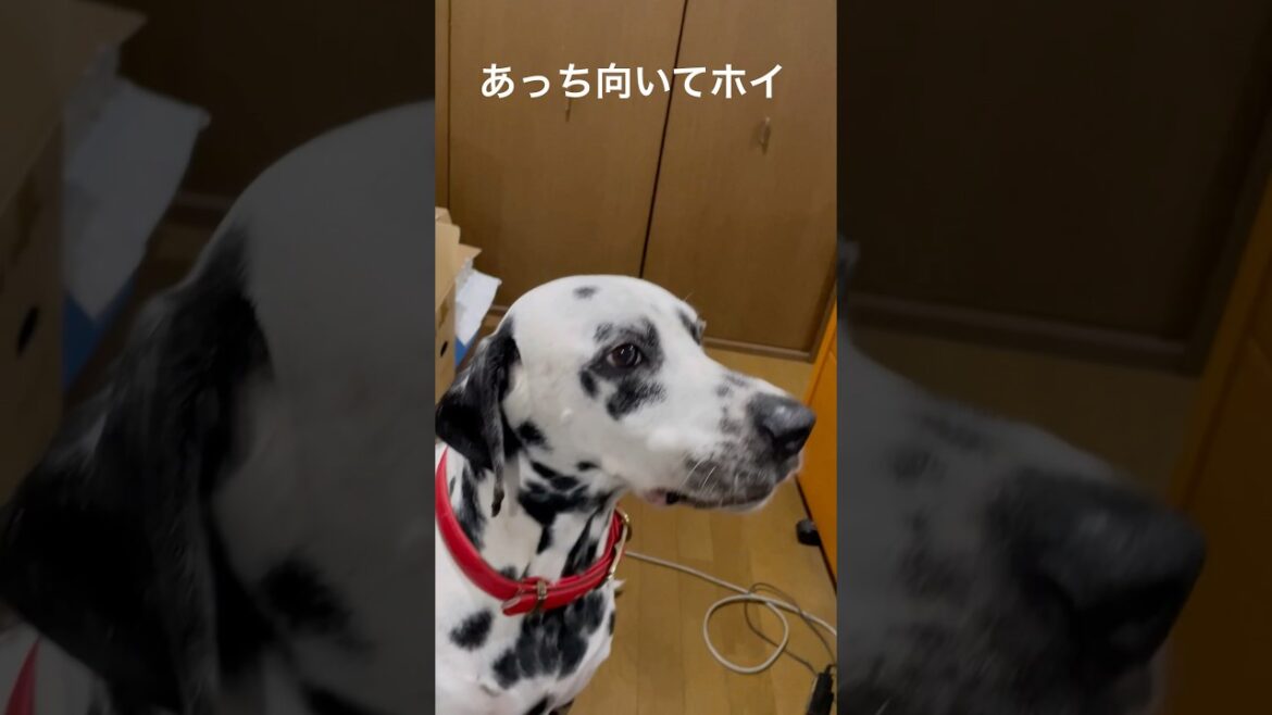 ダルメシアンとあっち向いてホイ