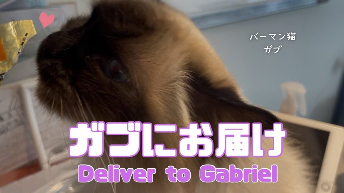 バーマン猫ウリとラフとガブ【ガブにお届け】Deliver to Gabriel（バーマン猫）Birman/Cat