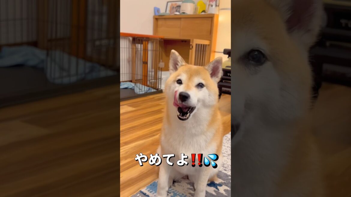 わかりやすい😂#柴犬 #チワワ #shorts