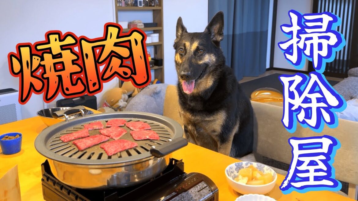 三重土産の伊賀牛で焼肉したら、愛犬が”掃除屋”になりましたw【ジャーマンシェパード】