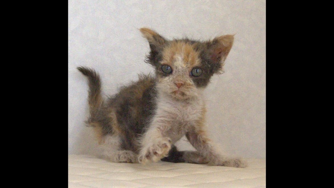 セルカークレックス子猫　Selkirk Rex　2025.5.28産まれ　キャリコ　三毛猫　巻き毛　女の子　シーダキャット猫のお店