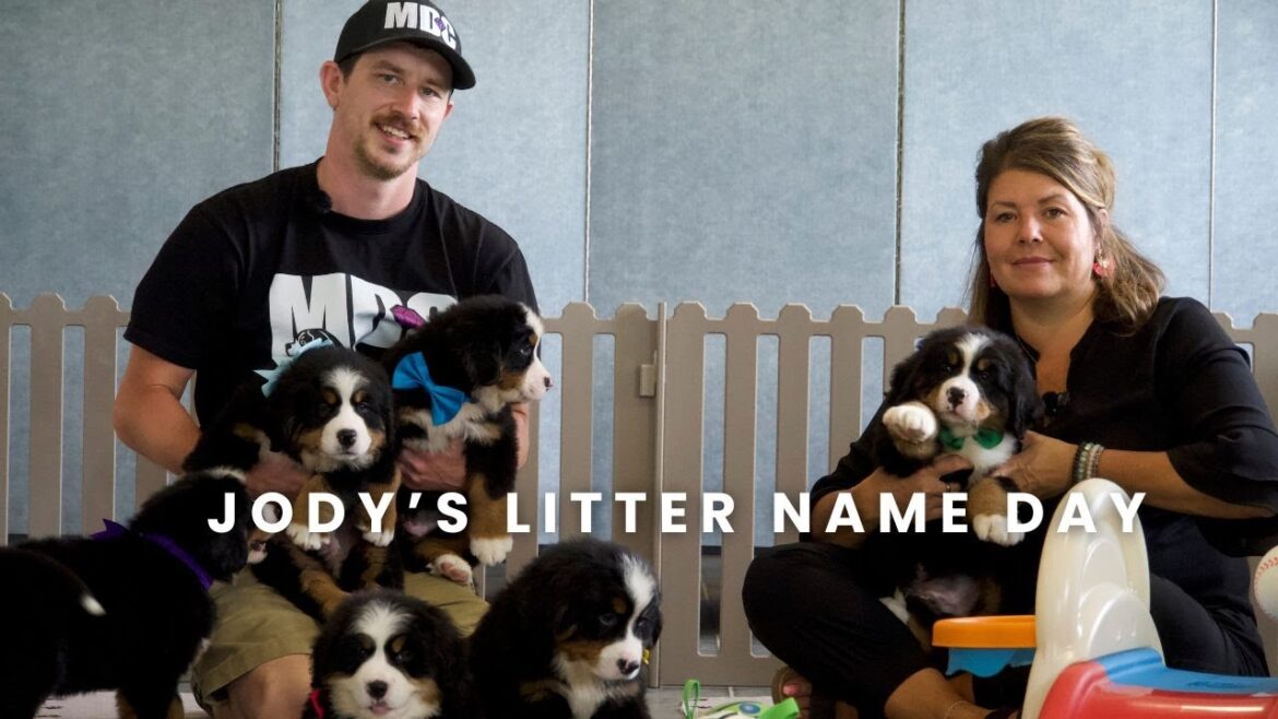 ジョディのバーニーズ・マウンテン・ドッグの子犬たち | 子犬の名前の日！