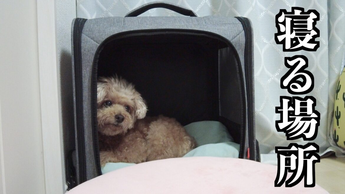 ケージで寝なくなった兄犬の夜はこうなりました【トイプードル】 ケージで寝なくなった兄犬の夜はこうなりました【トイプードル】