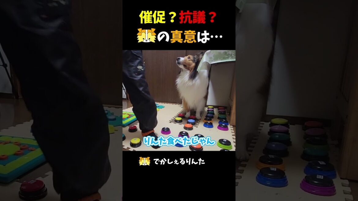 催促？抗議？シェルティの真意は⋯【会話ボタンでしゃべる犬】 #shorts #犬