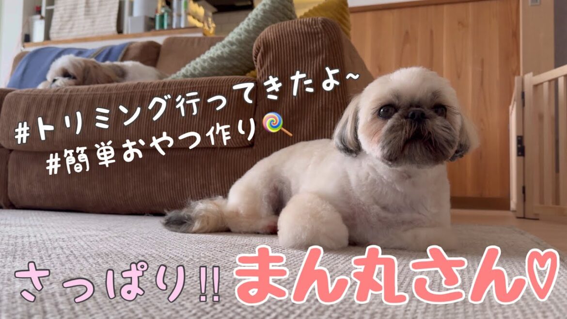 [シーズー多頭飼い]シーズー2匹と過ごす日常/トリミング/米粉の簡単おやつ作り