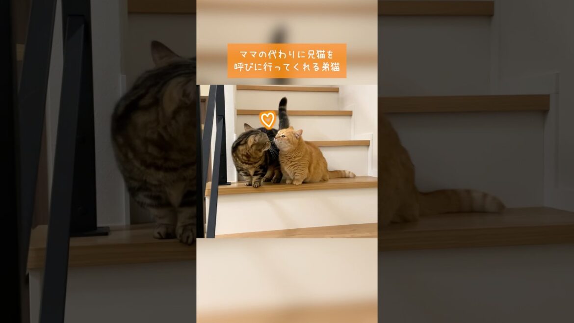 飼い主の代わりに兄猫を呼びに行ってくれる弟猫
