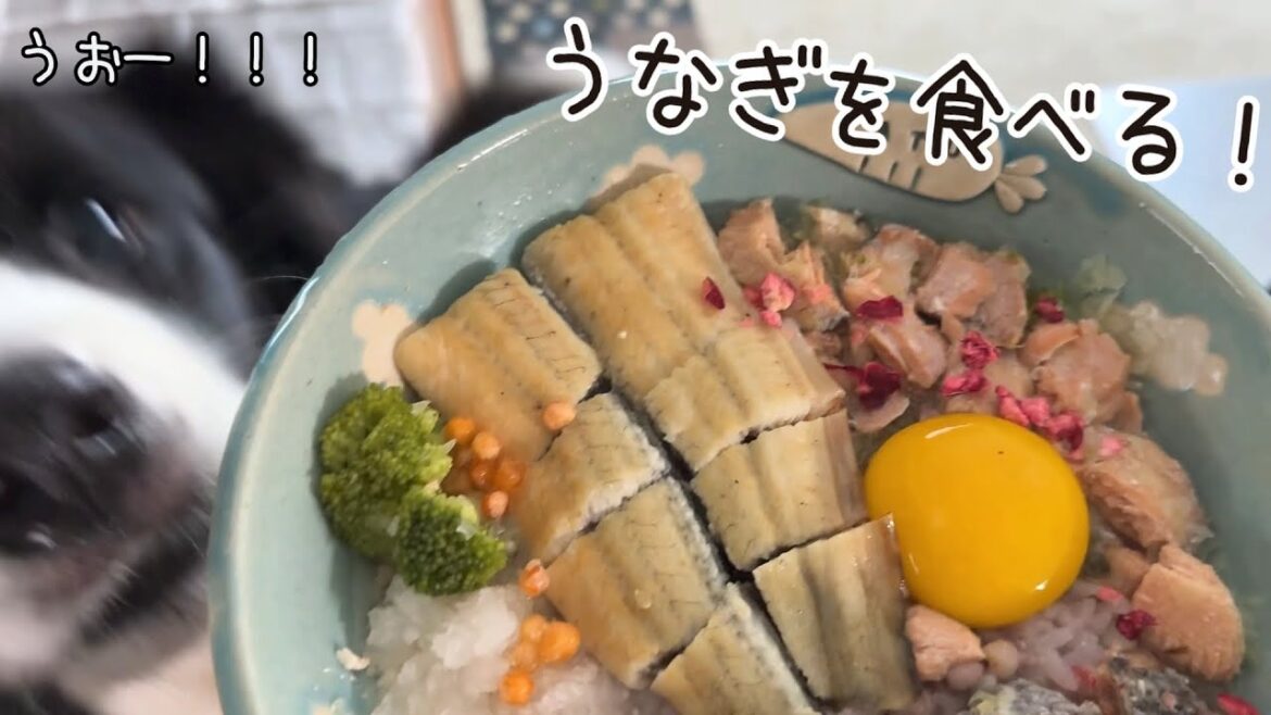 土用の丑の日にうなぎを食べるボーダーコリー！美味しすぎた反応が可愛すぎる…美味しかったね！☺️【うなぎの白焼き】